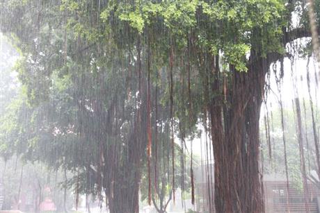 心繫眾生齊護持 不畏風雨真修行